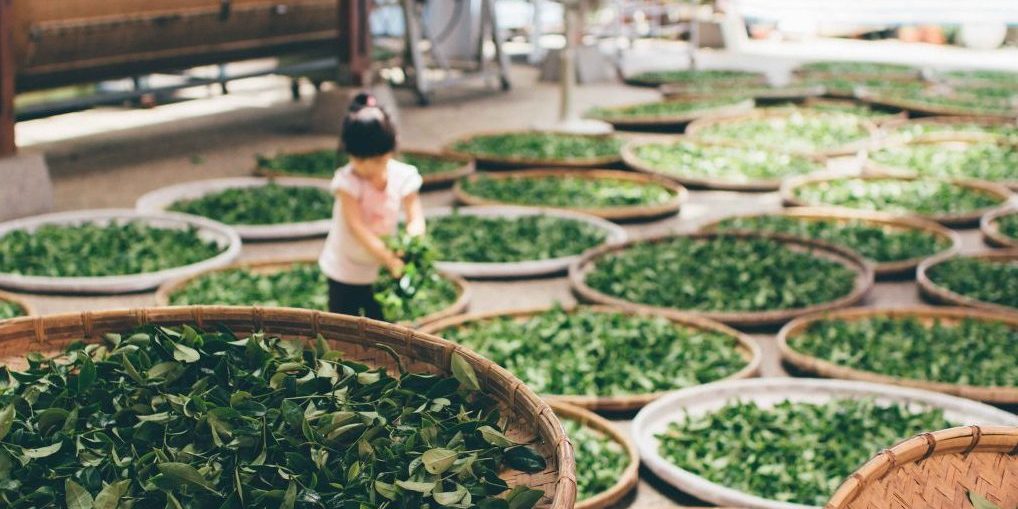 tsaiga-qhQEyyHWrAQ-unsplash